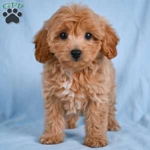 Lilly, Cavapoo Puppy